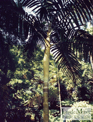 Chambeyronia hookeri 